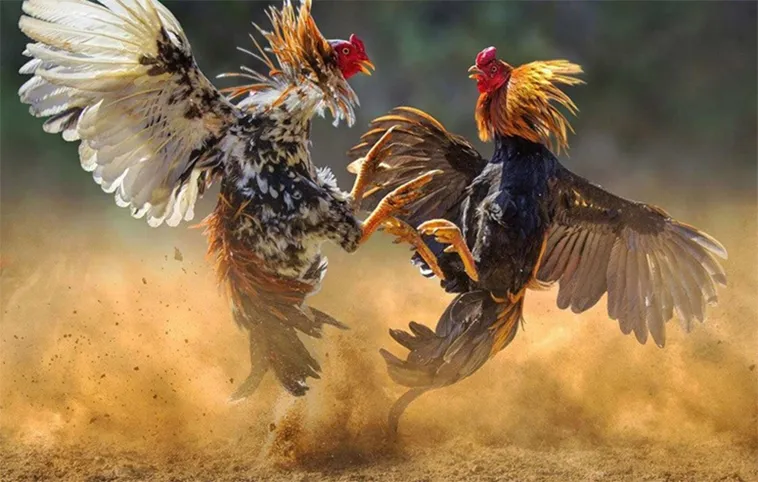 Toàn Tập Cách Chơi Đá Gà WS168 Tại FFOK Cho Người Mới