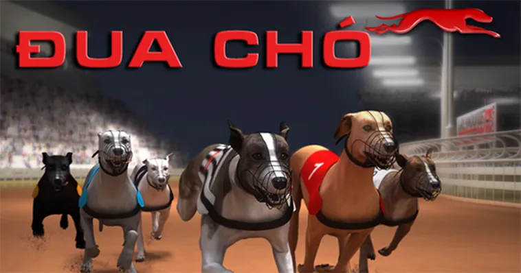 Đặt Cược Đua Chó FFOK Thắng Lớn Mỗi Ngày Cho Cược Thủ